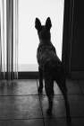 Australian cattle dog Art Print